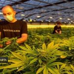 Banyak yang Salah Kaprah, Thailand Tutup Ribuan Bisnis Ganja