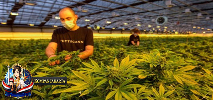 Banyak yang Salah Kaprah, Thailand Tutup Ribuan Bisnis Ganja