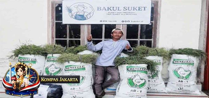 Bisnis Rumput Liar, Pemuda di Sleman Hasilkan Jutaan Rupiah Per Bulan